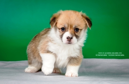 Багряная осень. Жалли Прист.