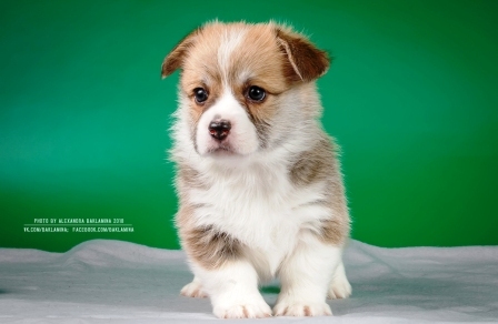 Багряная осень. Жан Лорен.