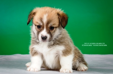 Багряная осень. Женевьева Элисон.