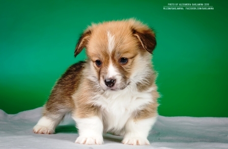 Багряная осень. Жерар Готье.