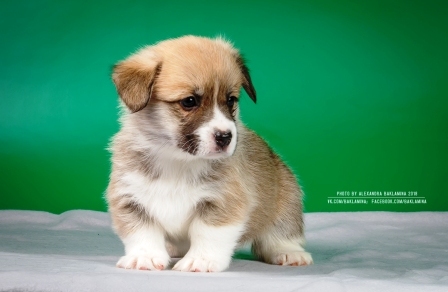 Багряная осень. Жоффрей де Пейрак.