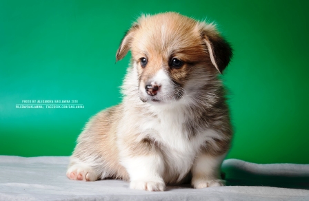 Багряная осень. Жорж Фокс.