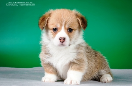 Багряная осень. Жошуа Беко.