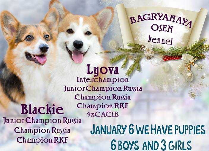 Презентация помета литтер Ж