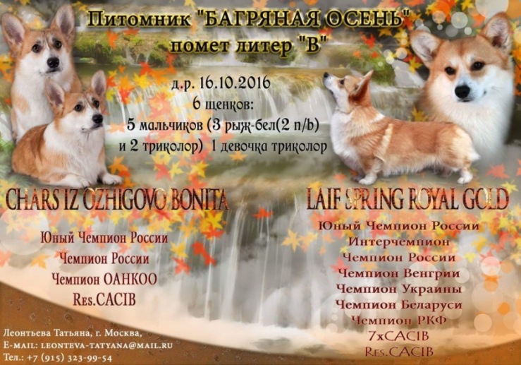 Презентация помета литтер В