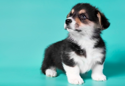 Вильям. Багряная осень.