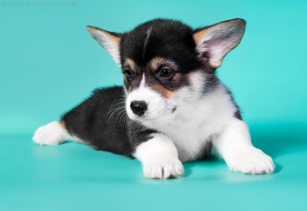 Вермонт. Багряная осень.