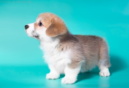 Виконт. Багряная осень.