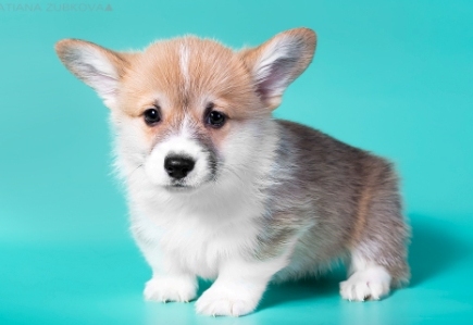 Вильгельм. Багряная осень.