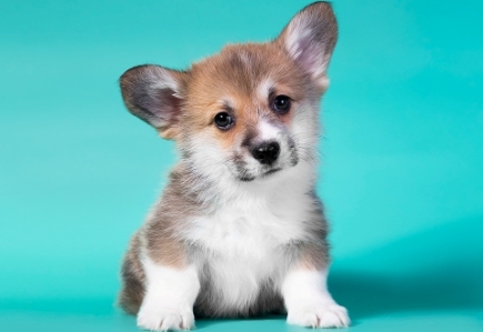 Виинзор. Багряная осень.