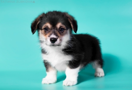 Вирджиния-Грейс. Багряная осень.