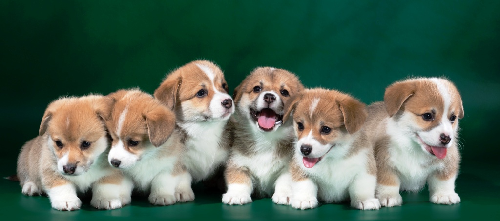 Багряная осень. Щенки литтер З.