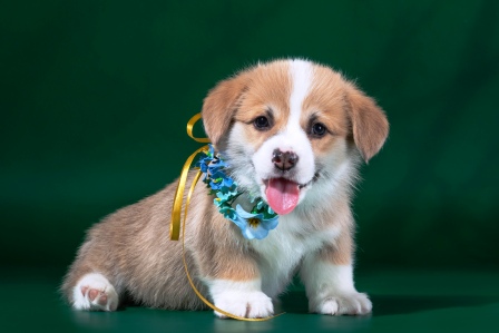 Щенки корги, Багряная осень.