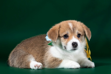 Щенки корги, Багряная осень.