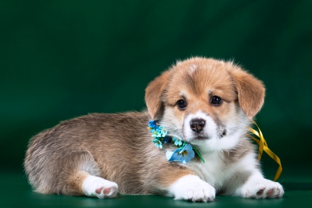 Щенки корги, Багряная осень.