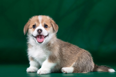 Щенки корги, Багряная осень.