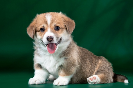 Щенки корги, Багряная осень.