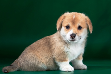 Щенки корги, Багряная осень.