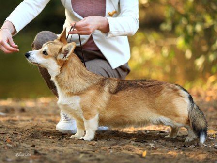 Вельш Корги Пемброк питомника Багряная осень - Феня 1.