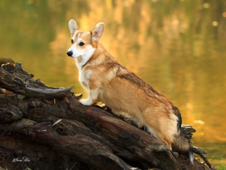 Вельш Корги Пемброк питомника Багряная осень - Феня 2.