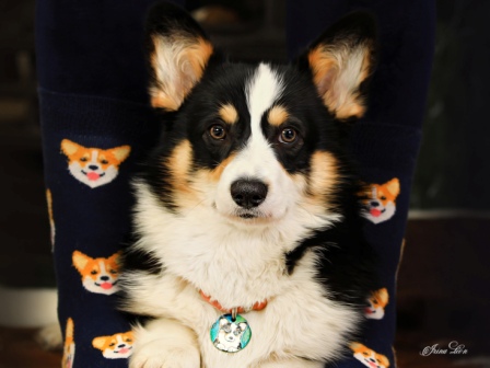 Вельш Корги Пемброк питомника Багряная осень - Фиби 2.