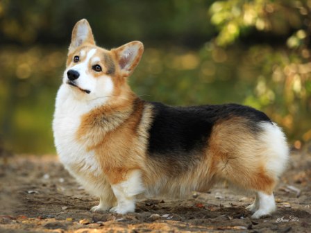 Вельш Корги Пемброк питомнка Багряная осень - Грей 1.