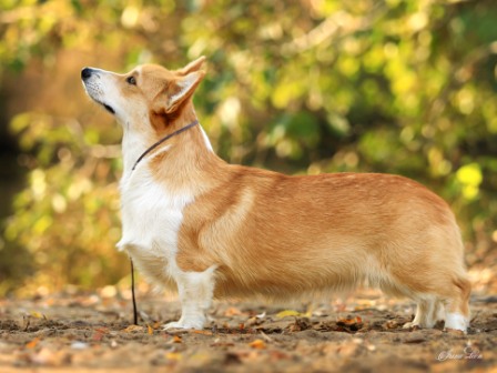 Вельш Корги Пемброк питомника Багряная осень - Сильвия 1.
