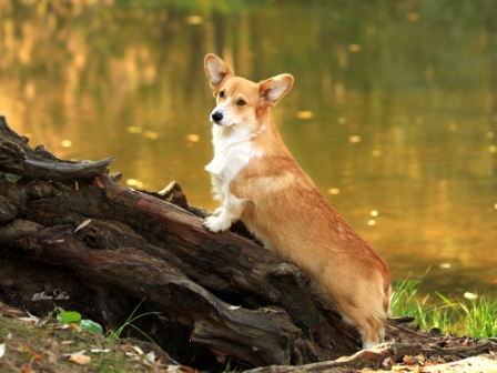 Вельш Корги Пемброк питомника Багряная осень - Сильвия 2.