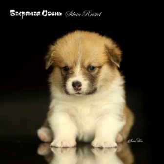 Вельш Корги Пемброк питомника Багряная осень - Сильвия 3.