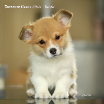 Вельш Корги Пемброк питомника Багряная осень - Сильвия 4.