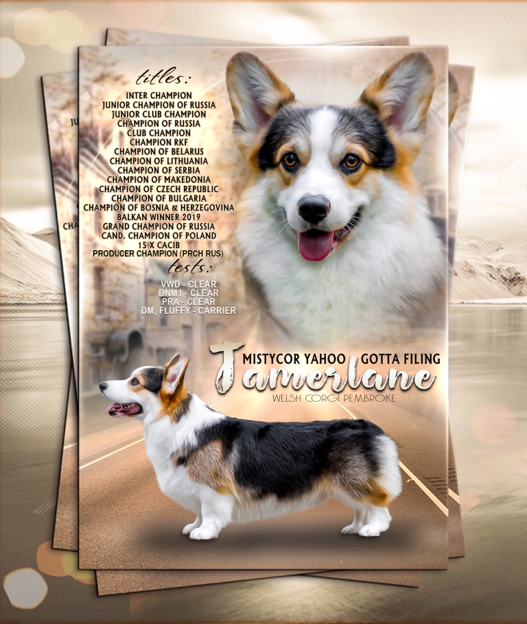 Презентация Тамерлана - питомник Багряная осень