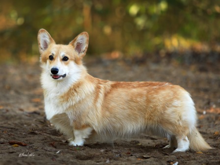 Корги питомника Багряная осень - Пайпер-1