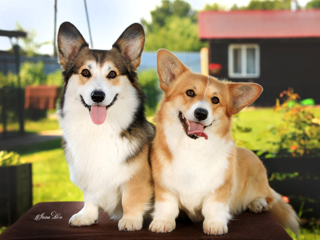 Помет Вельш Корги Пемброк от папы Фанта 2022 года