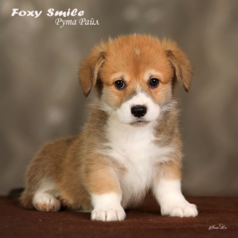 Помет Вельш Корги Пемброк от 10 августа 2022 года 1.