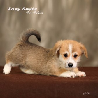 Помет Вельш Корги Пемброк от 10 августа 2022 года 2.