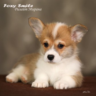 Помет Вельш Корги Пемброк от 10 августа 2022 года 4.