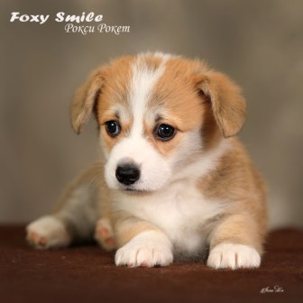 Помет Вельш Корги Пемброк от 10 августа 2022 года 5.