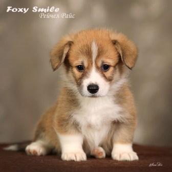 Помет Вельш Корги Пемброк от 10 августа 2022 года 6.