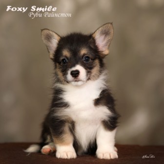 Помет Вельш Корги Пемброк от 10 августа 2022 года 7.