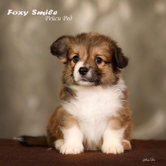 Помет Вельш Корги Пемброк от 10 августа 2022 года 8.