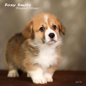 Помет Вельш Корги Пемброк от 10 августа 2022 года 9.