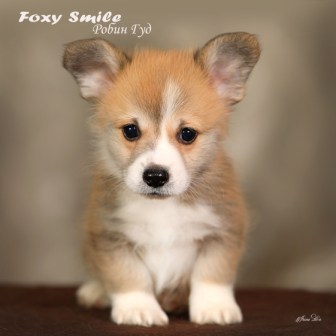 Помет Вельш Корги Пемброк от 10 августа 2022 года 10.