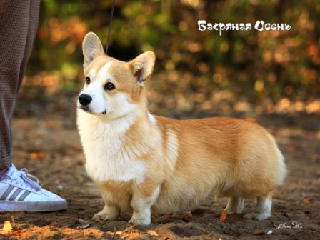 Корги питомника Багряная осень - Шелби-1