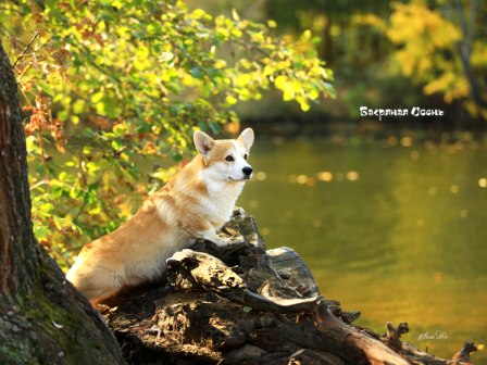 Корги питомника Багряная осень - Шелби-2