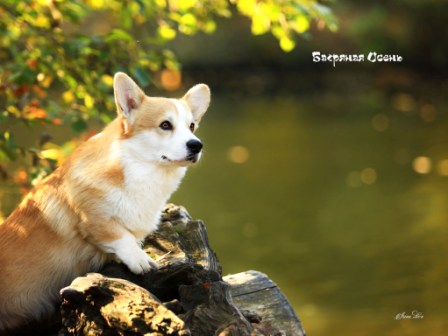 Корги питомника Багряная осень - Шелби-3