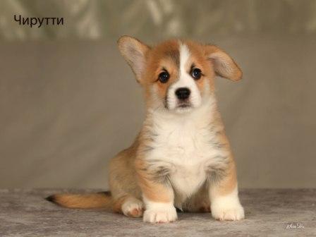 Щенки Вельш Корги Пемброк помета 2025 года - Черутти