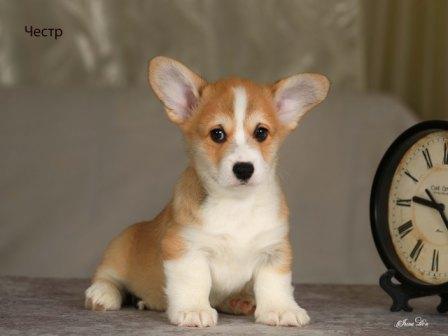Щенки Вельш Корги Пемброк помета 2025 года - Честр