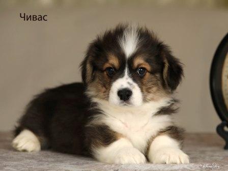 Щенки Вельш Корги Пемброк помета 2025 года - Чивас