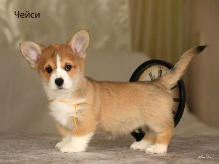 Щенки Вельш Корги Пемброк помета 2025 года - Чейси