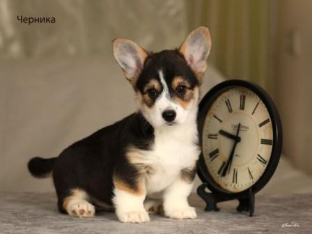Щенки Вельш Корги Пемброк помета 2025 года - Черника
